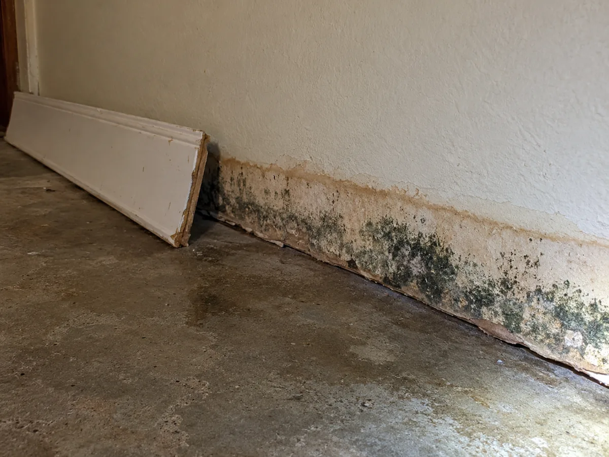 Black mold along the bottom of drywall behind a removed baseboard on a slab floor after a slow leak