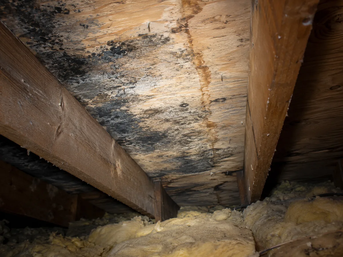 Dark mold staining on attic roof sheathing beside a rafter under a headlamp beam in a Thousand Oaks home